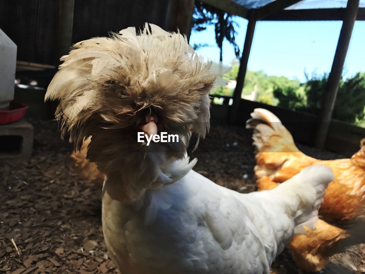 Close-up of polish chicken at farm