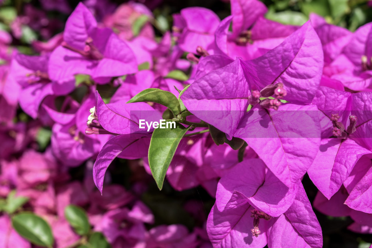 CLOSE-UP OF PINK LEAVES