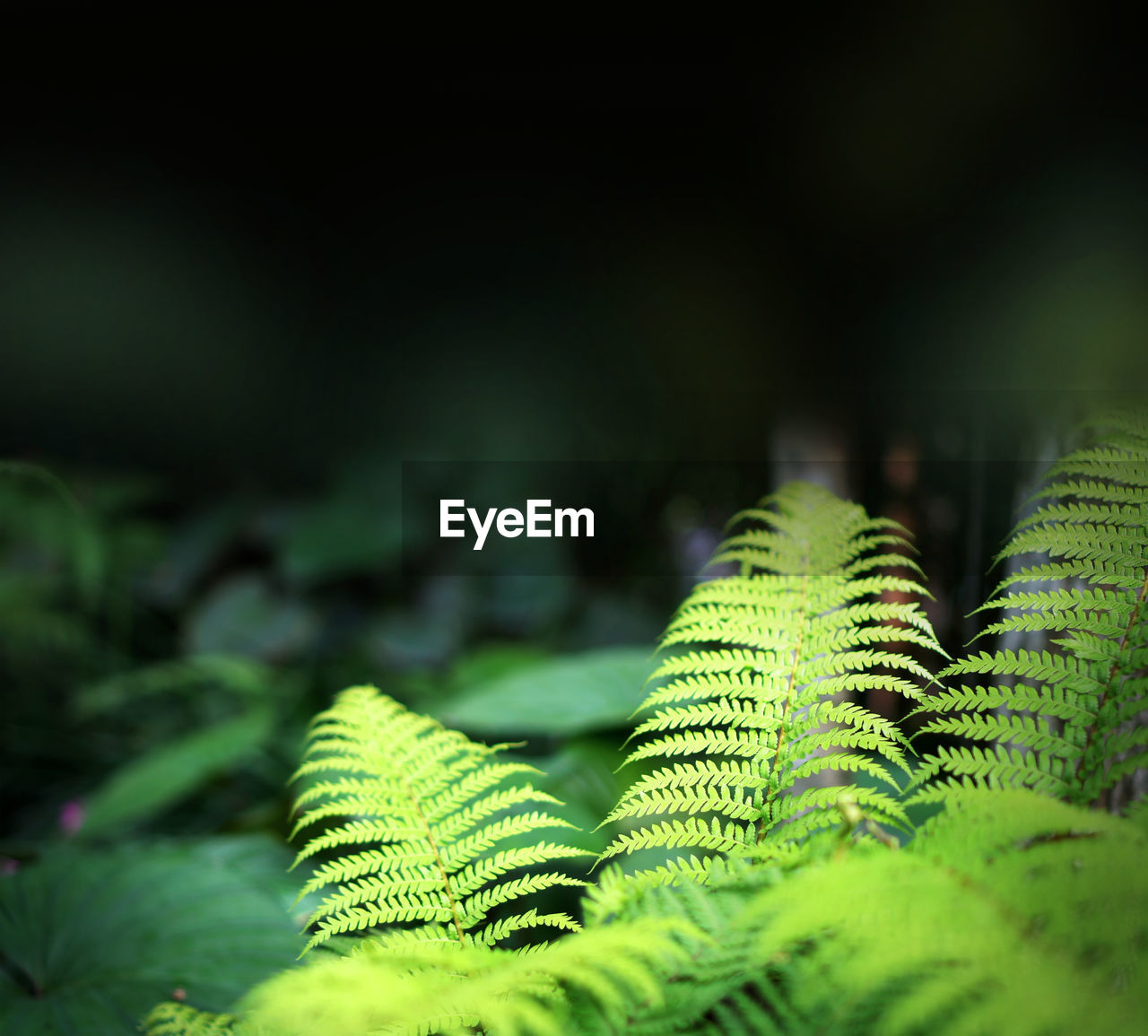 CLOSE-UP OF FRESH GREEN LEAVES ON TREE