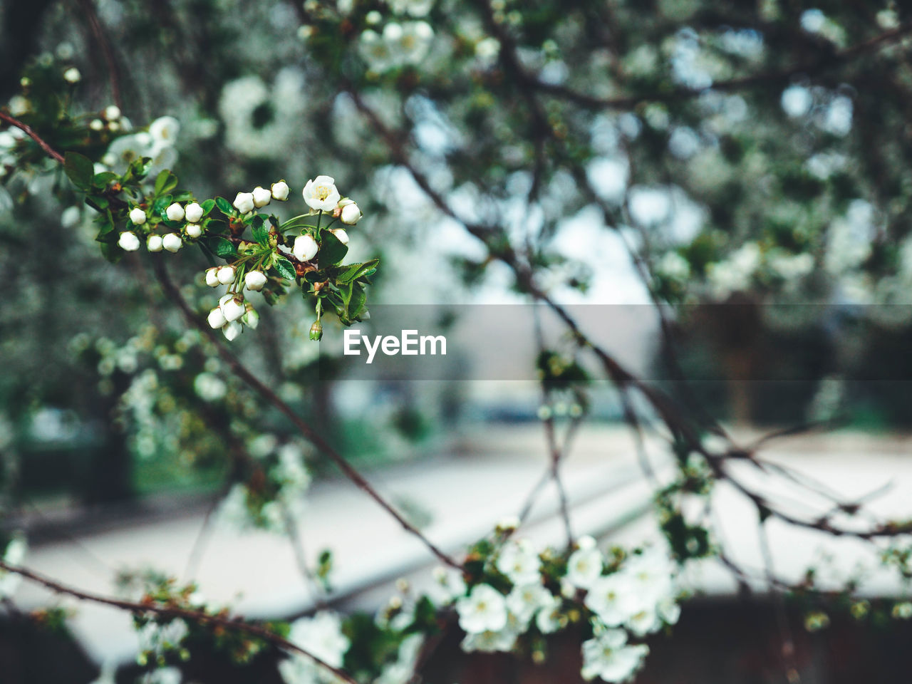 CLOSE-UP OF WHITE CHERRY BLOSSOMS ON TREE