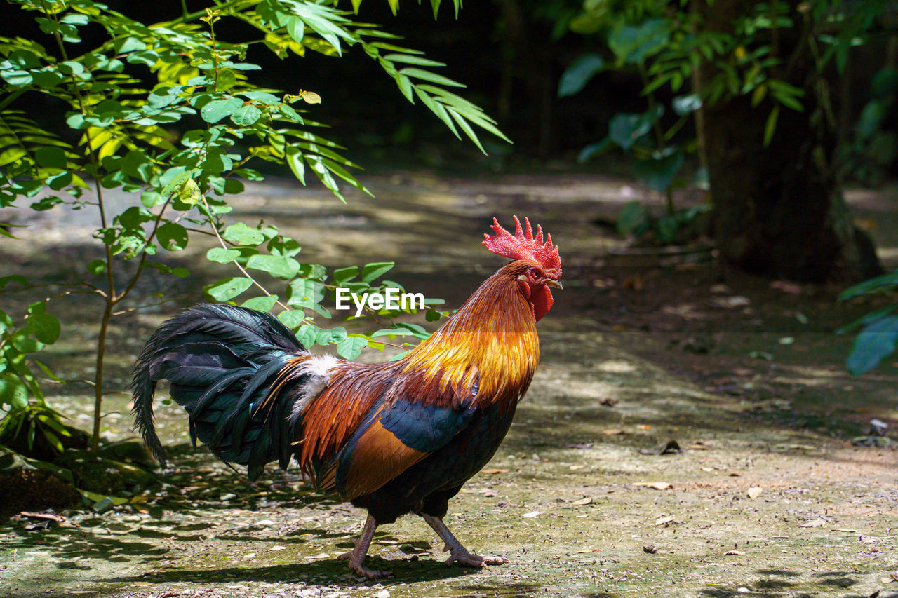 A rooster in the forest.