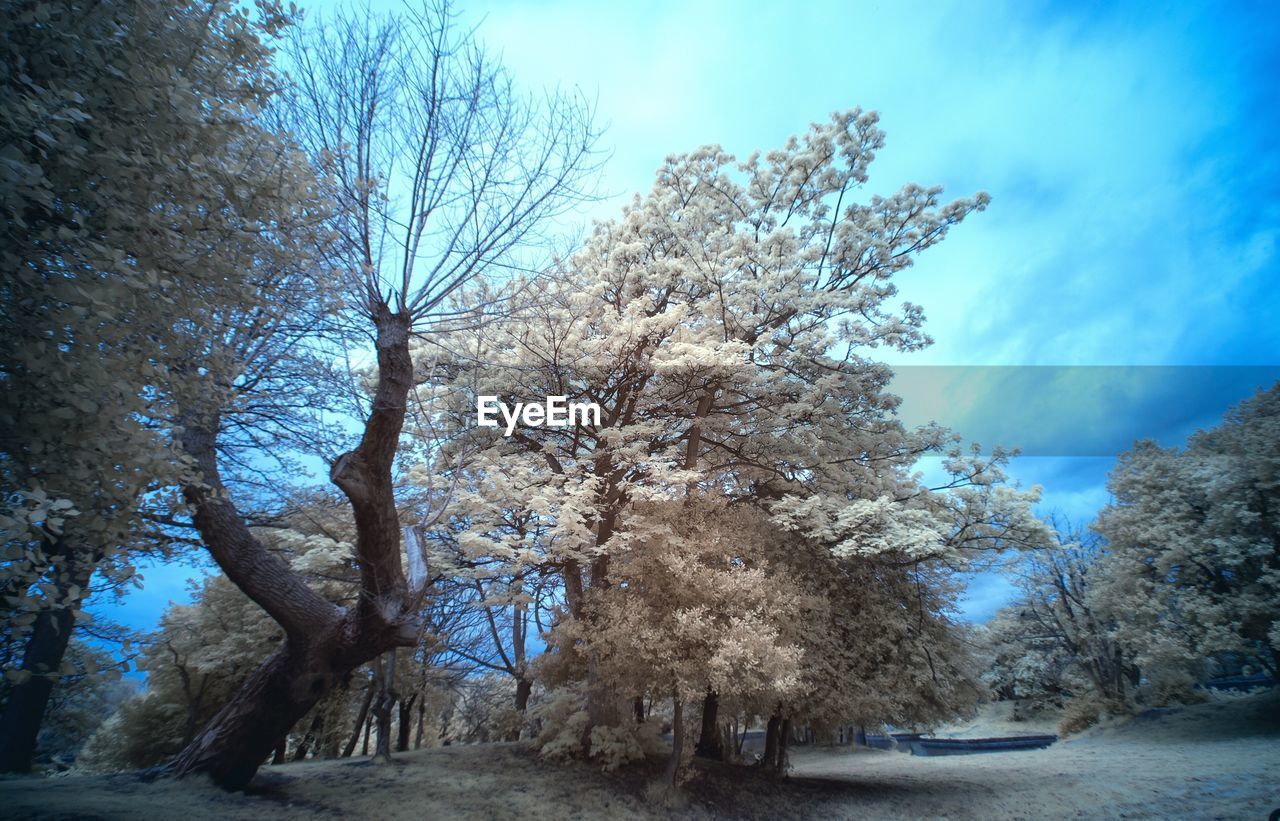 BARE TREES AGAINST SKY