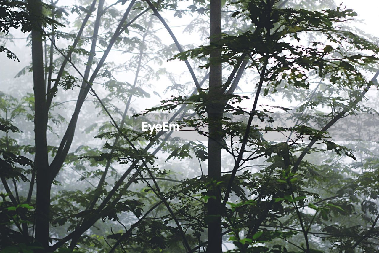 Trees in foggy weather