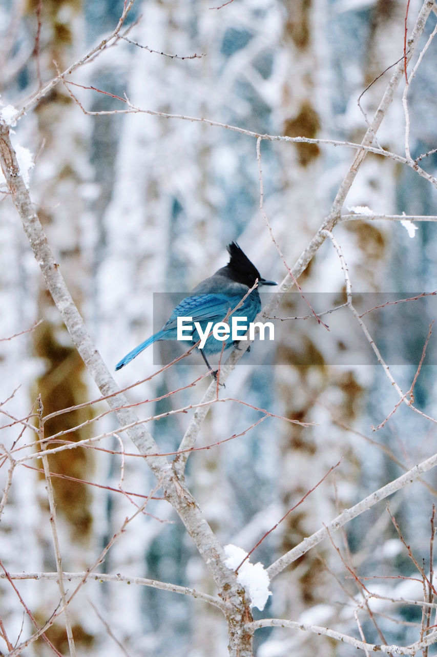 winter, bird, branch, animal, nature, animal themes, snow, animal wildlife, spring, wildlife, one animal, blue, tree, frost, twig, no people, focus on foreground, cold temperature, blue jay, plant, perching, beauty in nature, outdoors, leaf, day, freezing, close-up