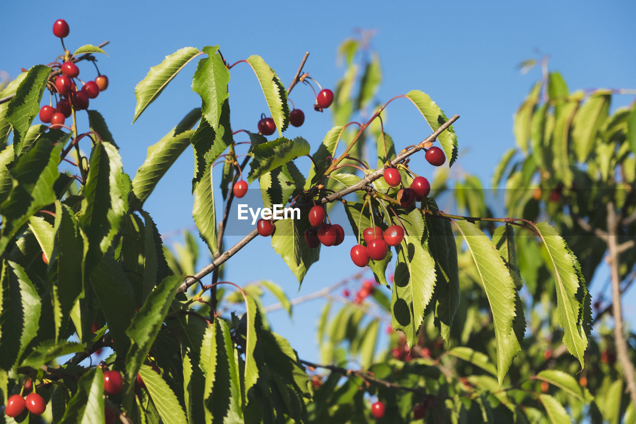 CLOSE-UP OF BERRIES GROWING ON TREE AGAINST SKY