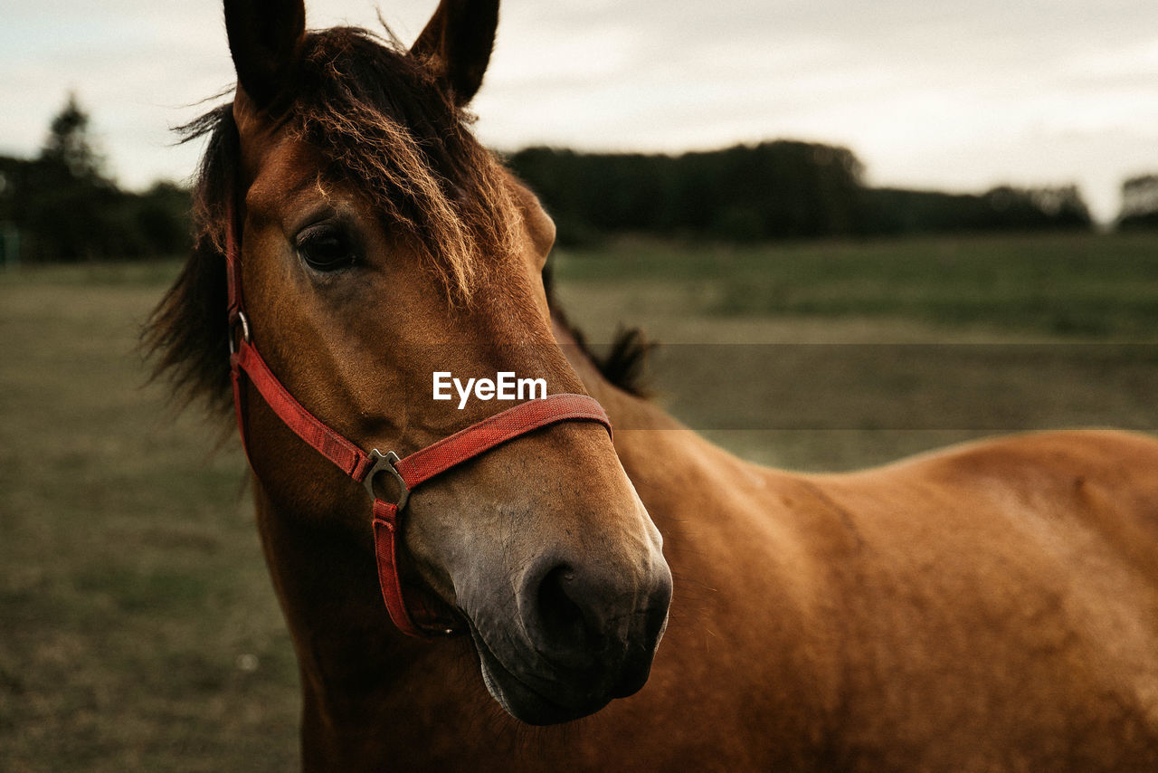 Horse standing on field