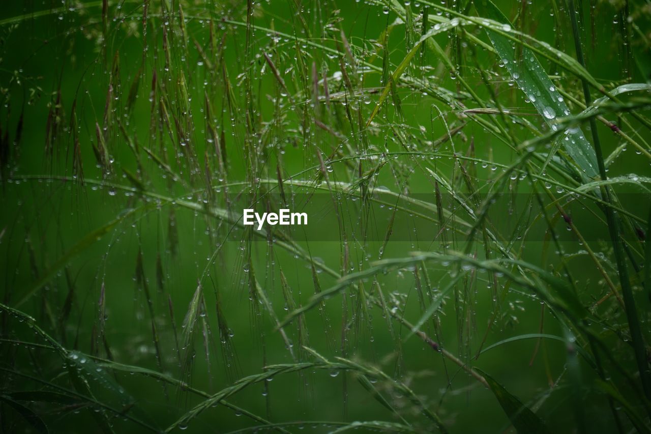 Close-up of wet plant during rainy season