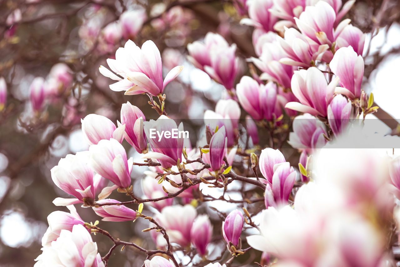 plant, flower, flowering plant, pink, freshness, beauty in nature, blossom, spring, fragility, springtime, tree, nature, growth, magnolia, petal, close-up, branch, no people, selective focus, flower head, outdoors, inflorescence, day, macro photography, botany, cherry blossom, focus on foreground, twig