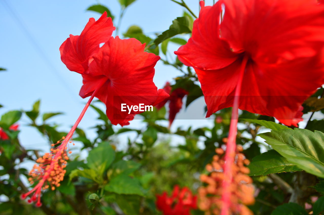 Close-up of red flowers in field