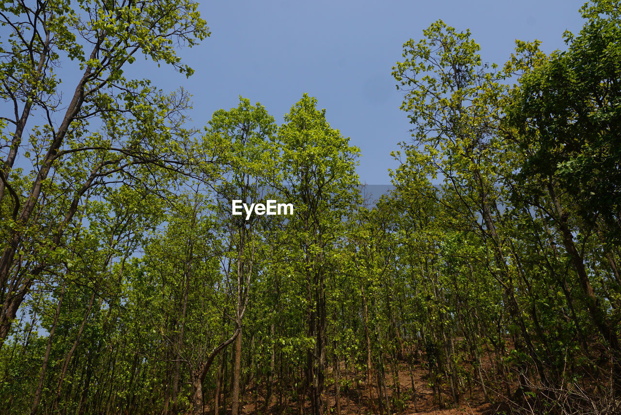 LOW ANGLE VIEW OF TREES IN FOREST