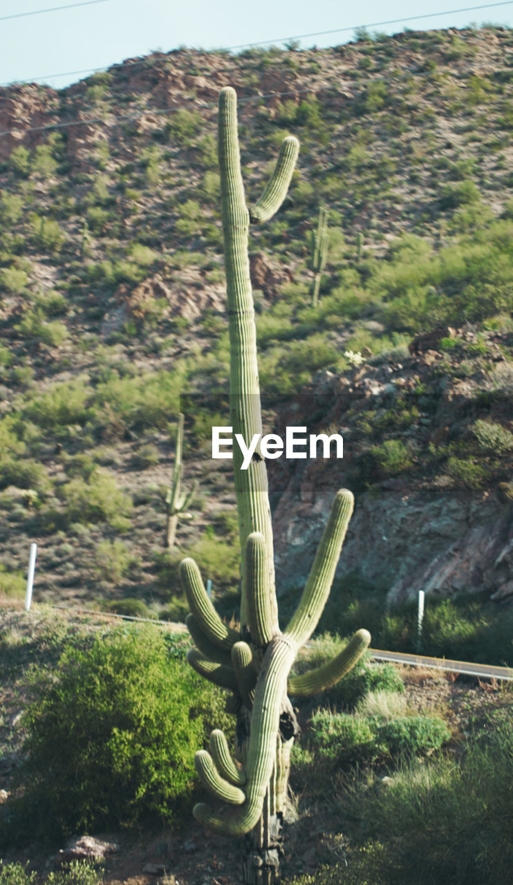 CLOSE-UP OF CACTUS IN FIELD