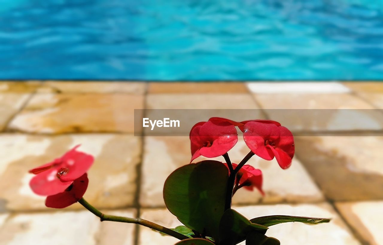 Red flowers against a blue swimming pool