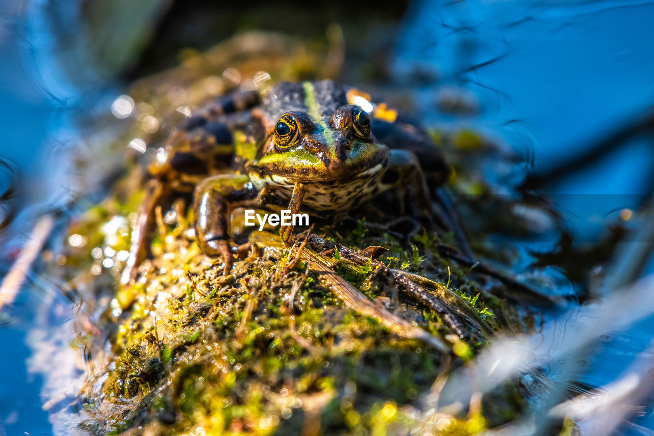 Close-up of lake frog on a tree stump