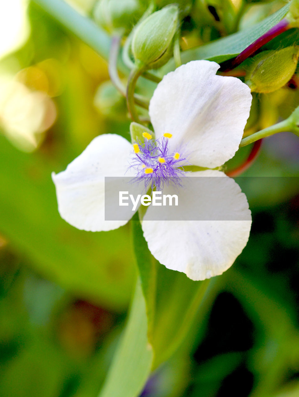 Close-up of white flowers