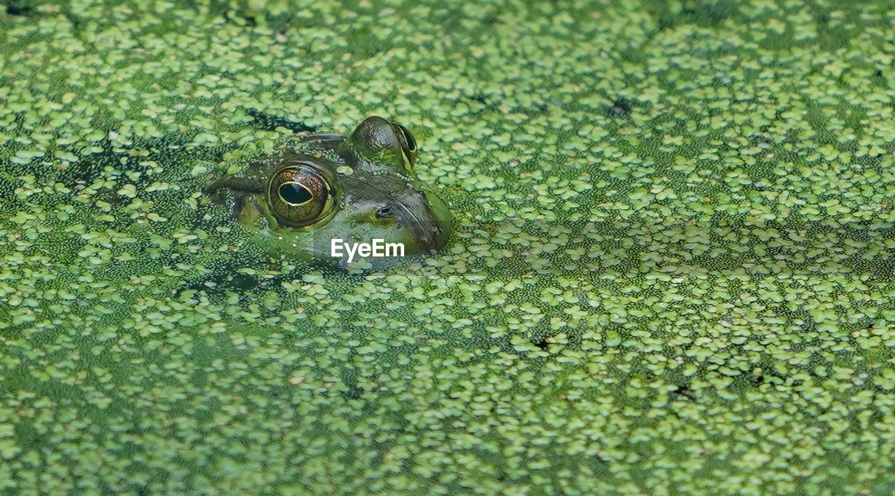 CLOSE-UP OF FROG ON PLANT IN SWAMP