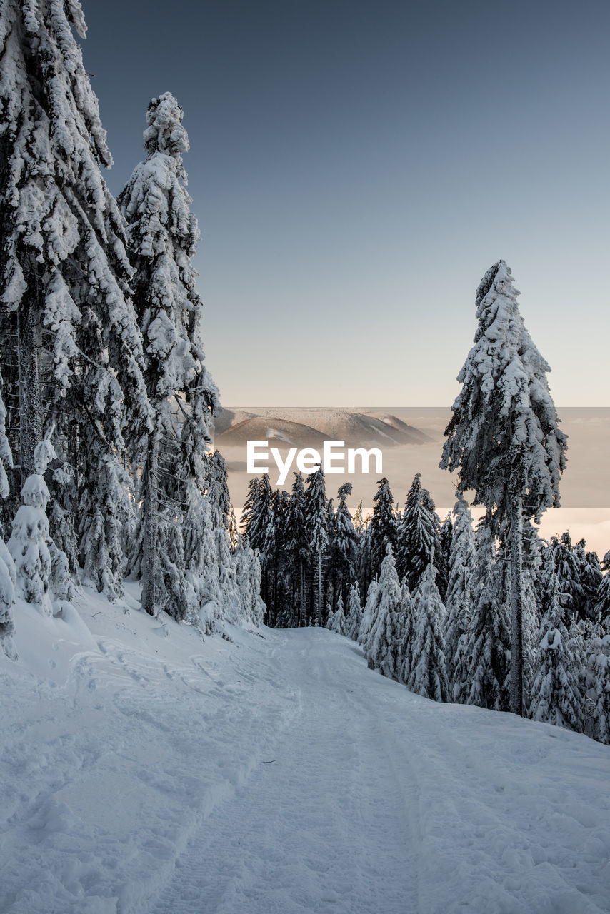 Snow covered pine trees against sky during winter