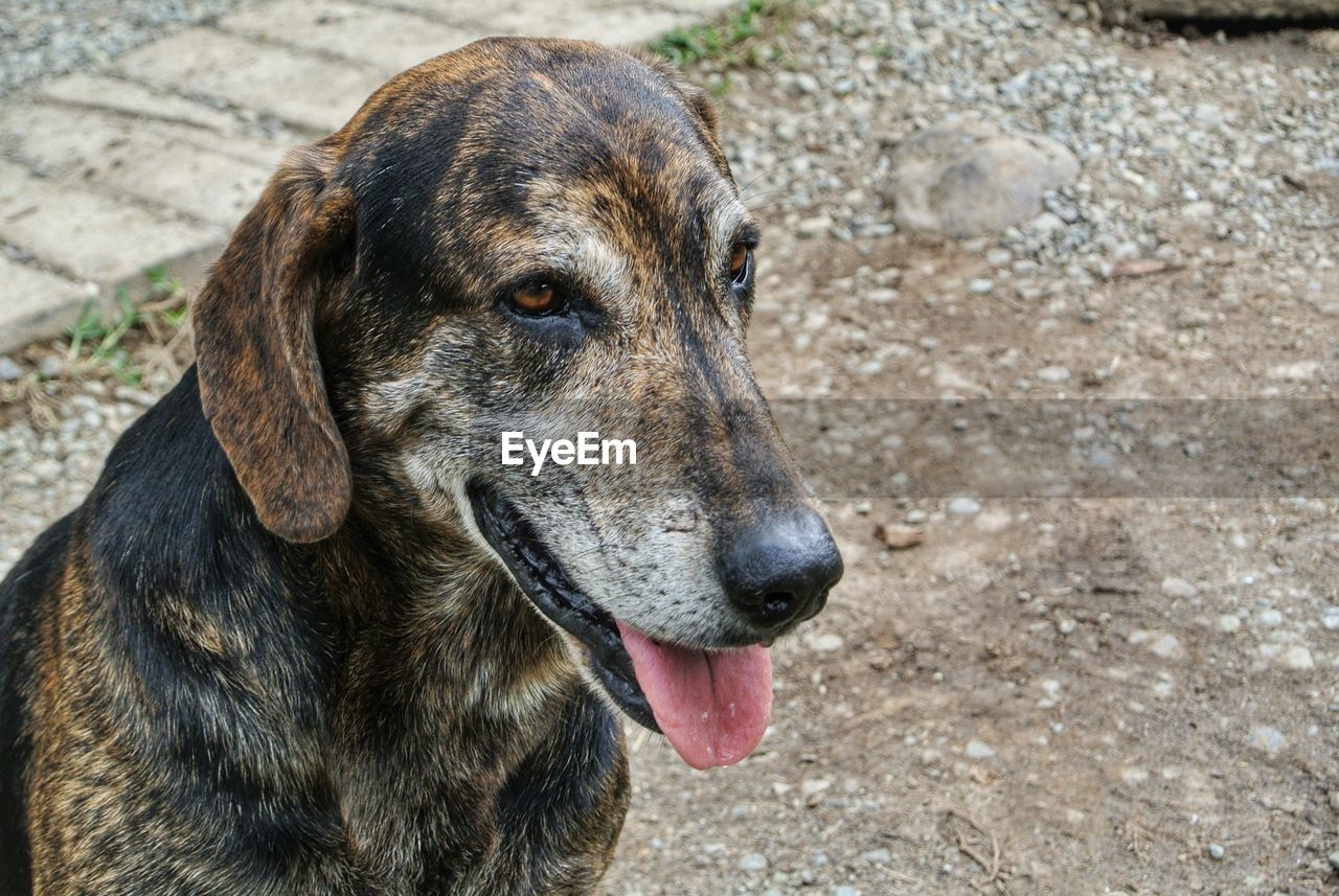 Close-up portrait of a dog