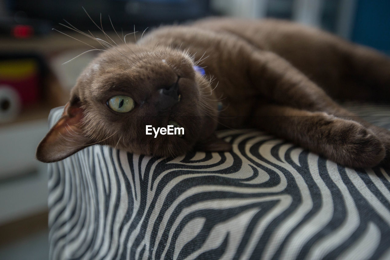 CLOSE-UP PORTRAIT OF CAT ON BLANKET