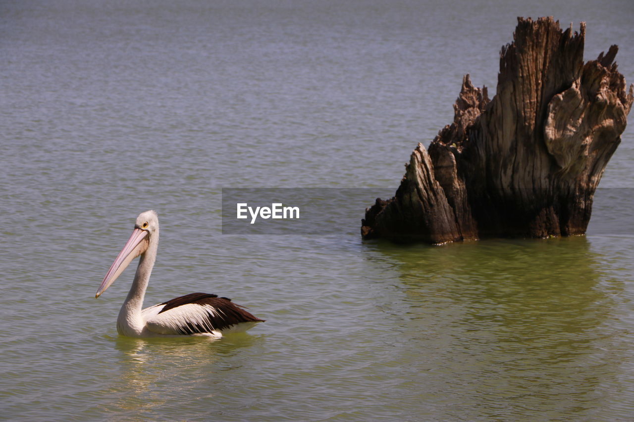 BIRD SWIMMING IN SEA