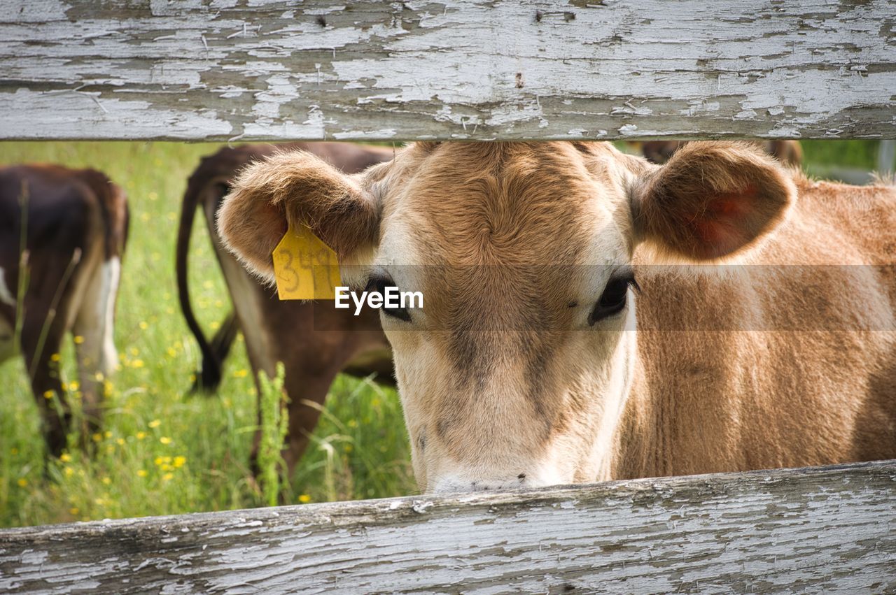 COWS GRAZING IN A FARM