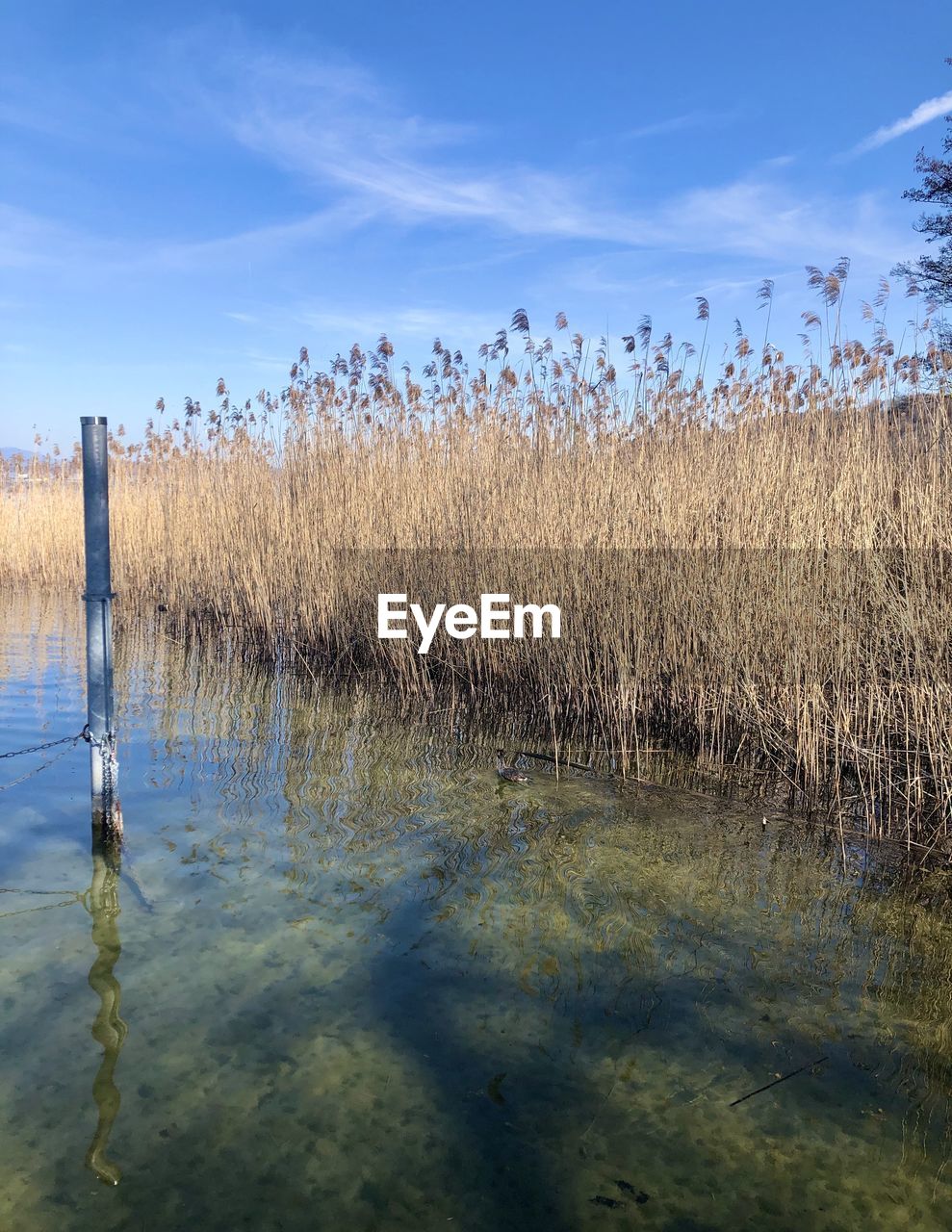 Scenic view of wooden posts in lake against sky