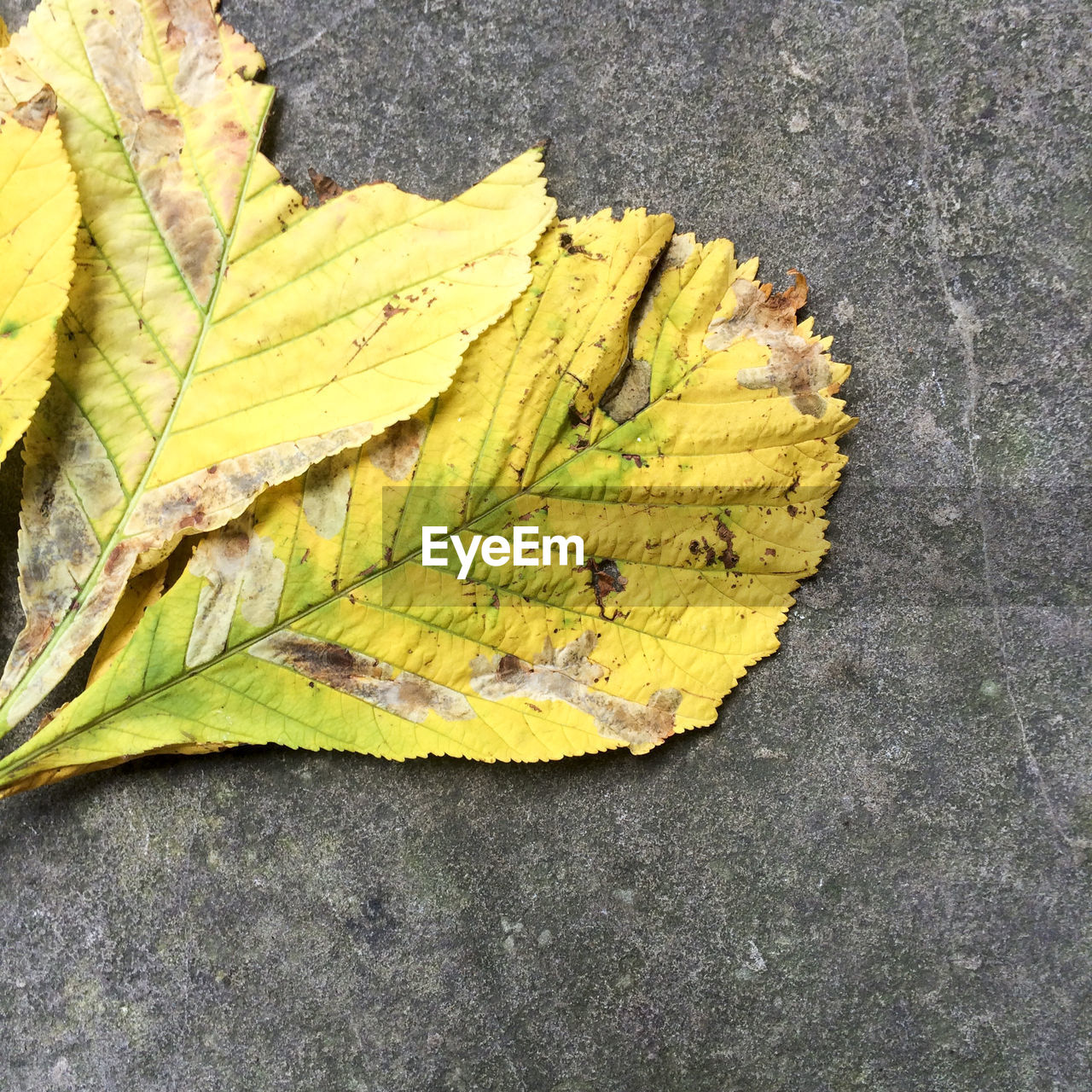 CLOSE-UP OF LEAVES ON GROUND