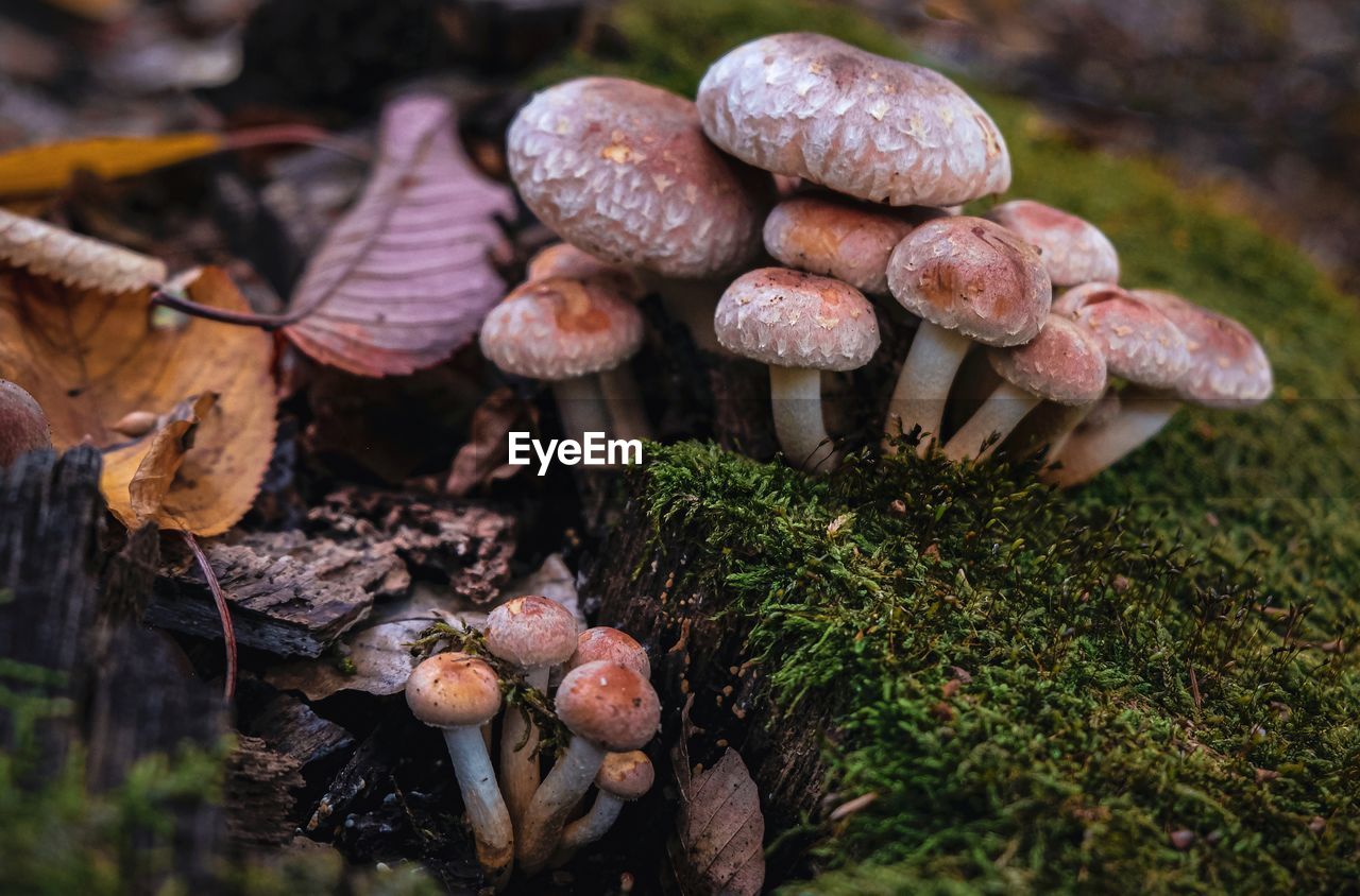 fungus, mushroom, vegetable, food, plant, growth, nature, land, forest, tree, food and drink, toadstool, close-up, autumn, no people, edible mushroom, moss, beauty in nature, day, outdoors, freshness, woodland, field, penny bun, grass, agaricaceae, bolete, selective focus, fragility, macro photography, focus on foreground