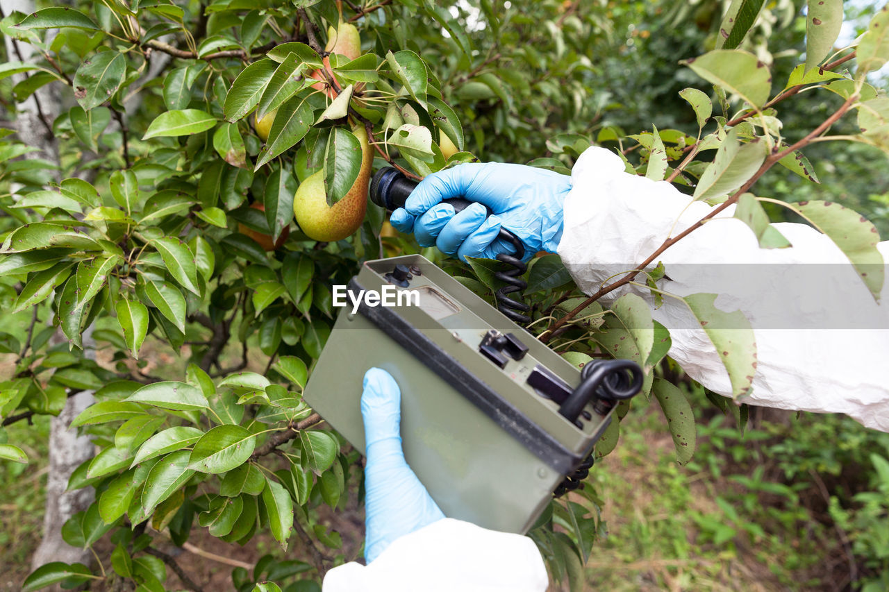 Cropped hand examining fruits in plant