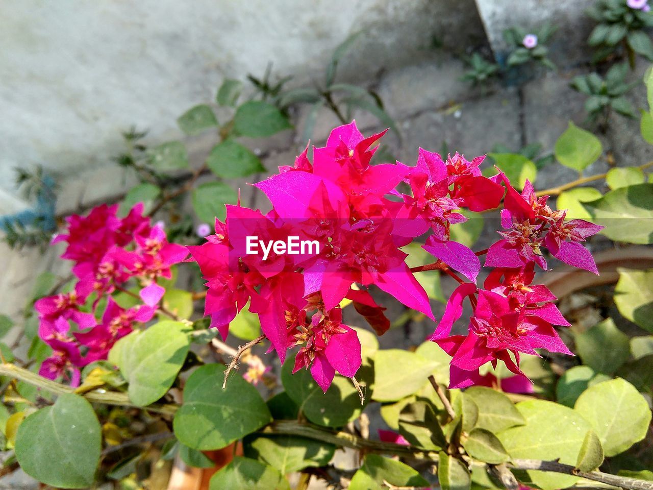 PINK FLOWERS BLOOMING OUTDOORS