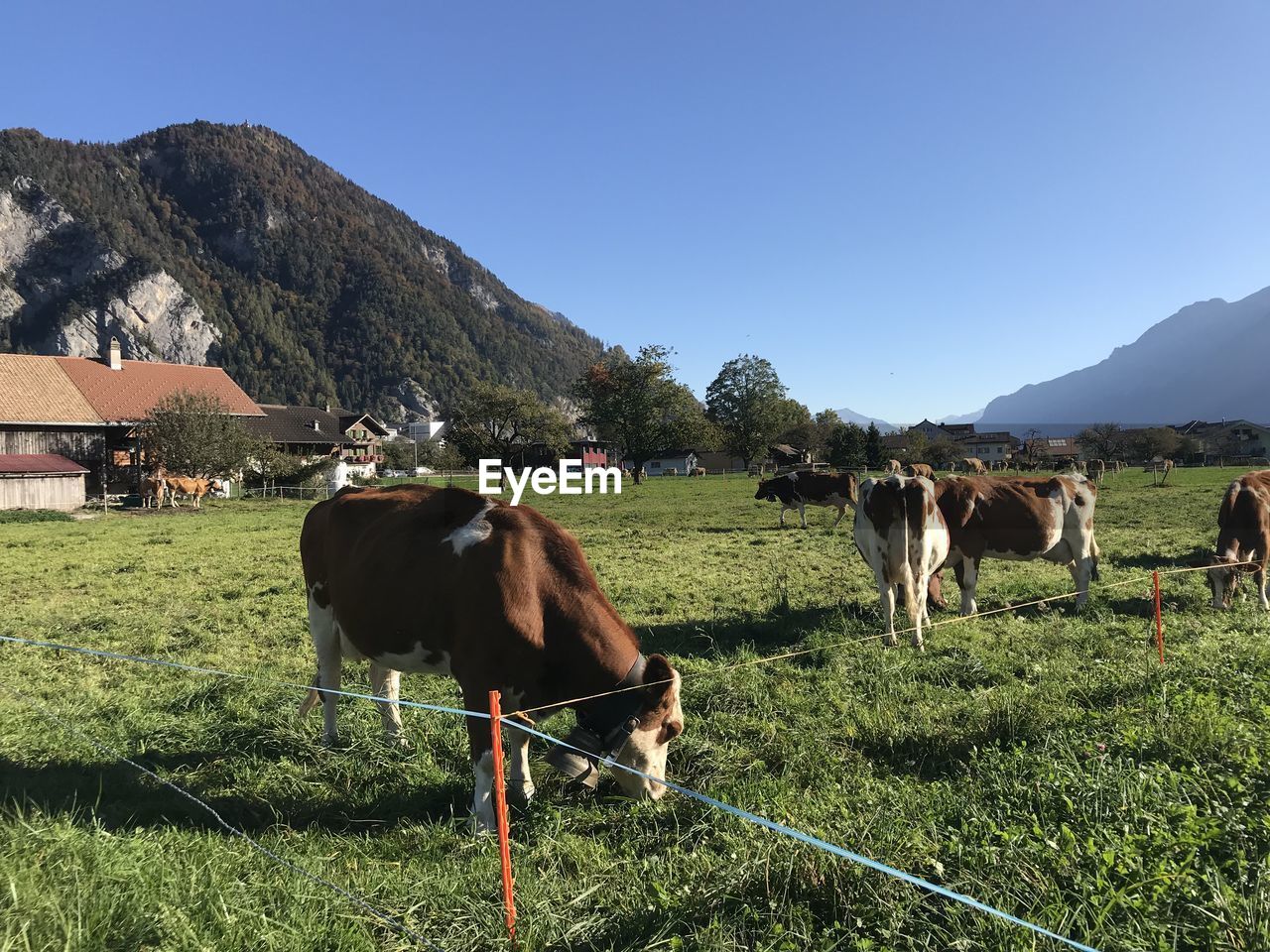 COWS ON FIELD