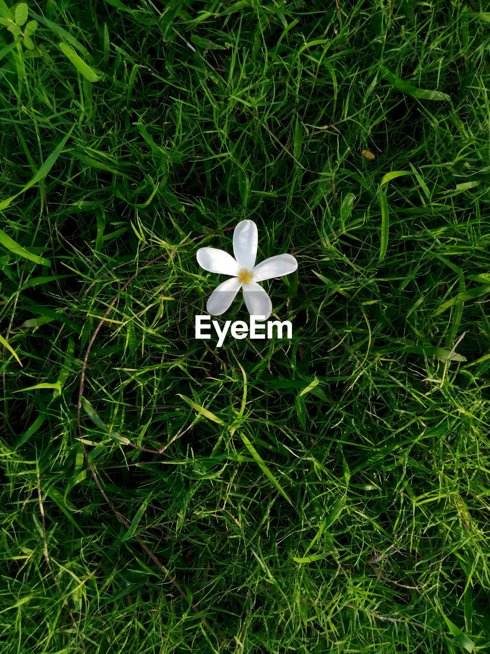 CLOSE-UP OF WHITE FLOWERING PLANTS ON FIELD