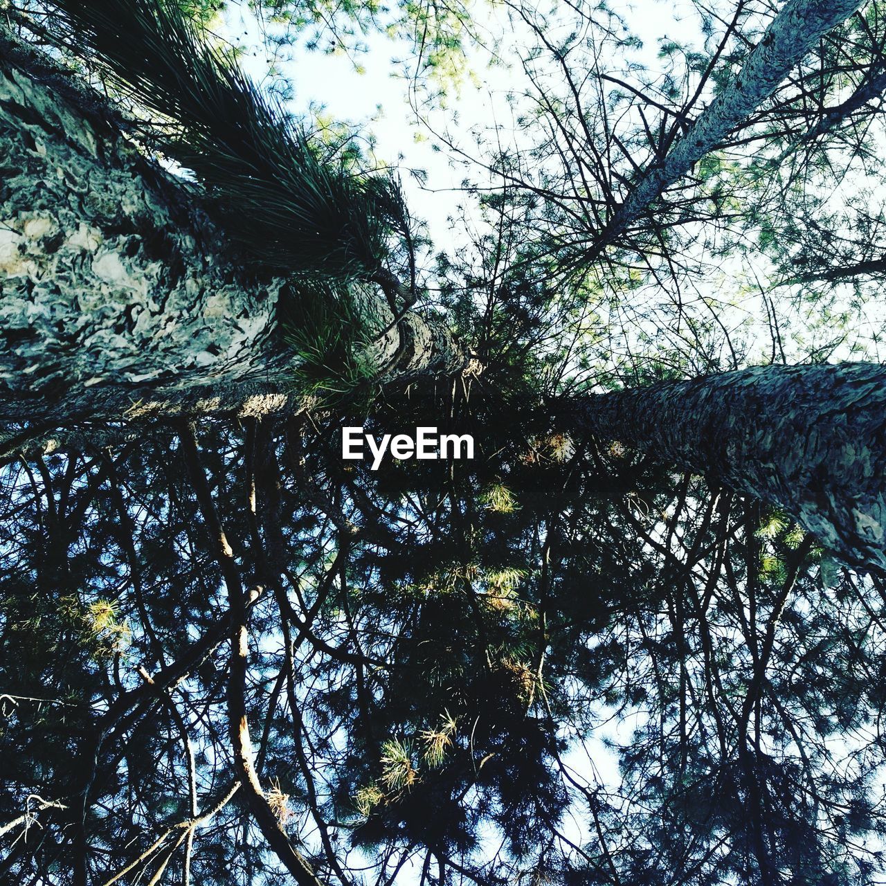 FULL FRAME SHOT OF TREE AGAINST SKY