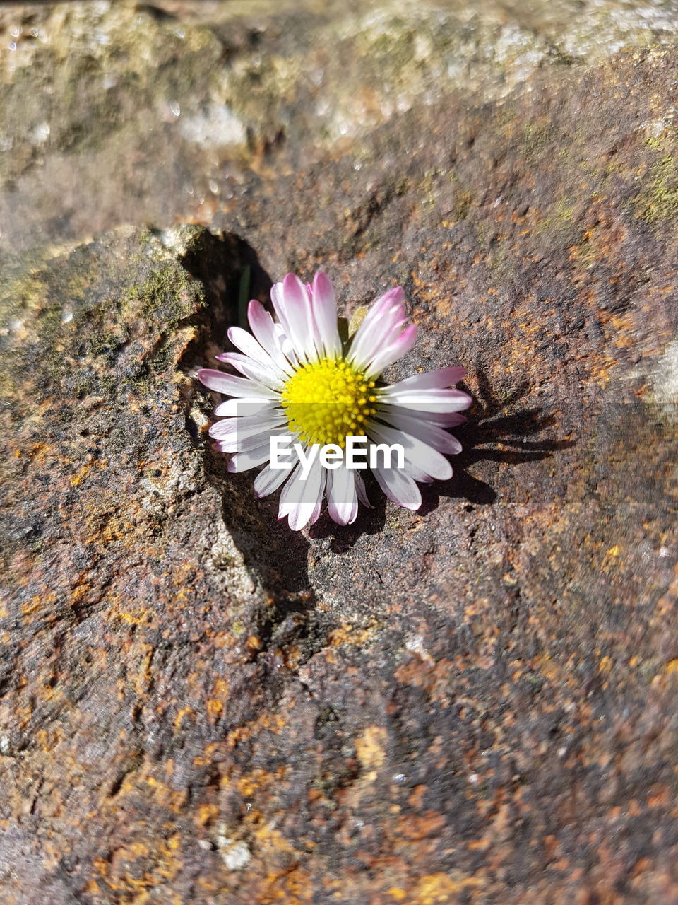 HIGH ANGLE VIEW OF PURPLE FLOWERS BLOOMING