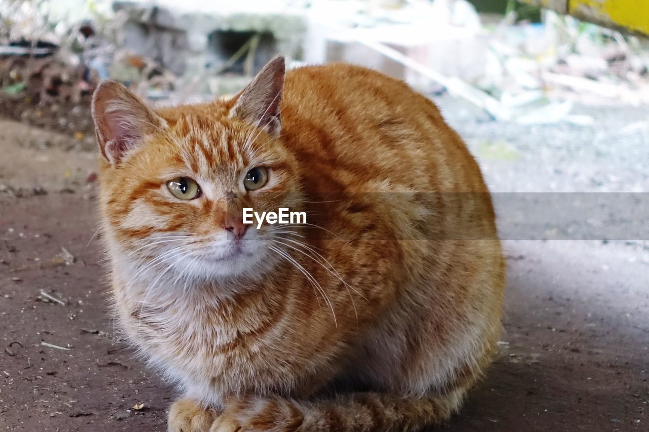 Close-up of cat on field