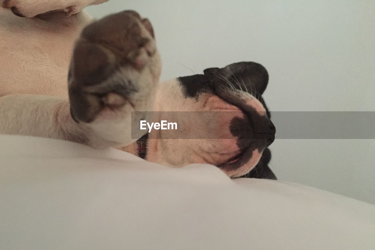 Close-up of dog relaxing on bed at home