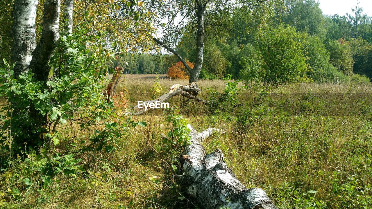 PLANTS GROWING ON LAND