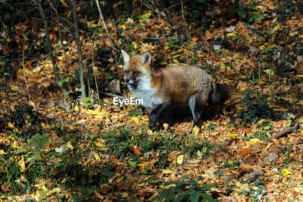 fox on field