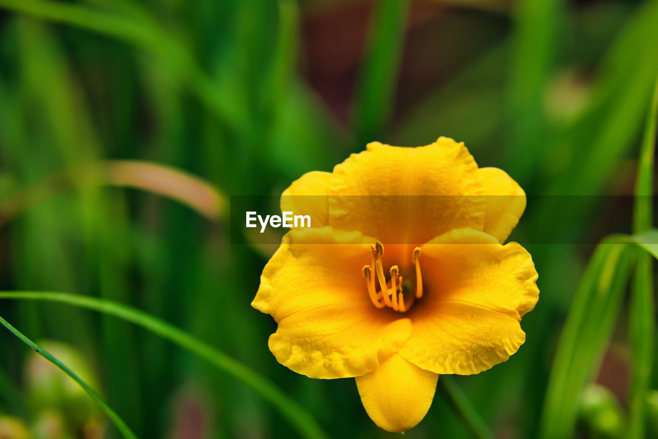 CLOSE-UP OF YELLOW FLOWER AGAINST BLURRED BACKGROUND