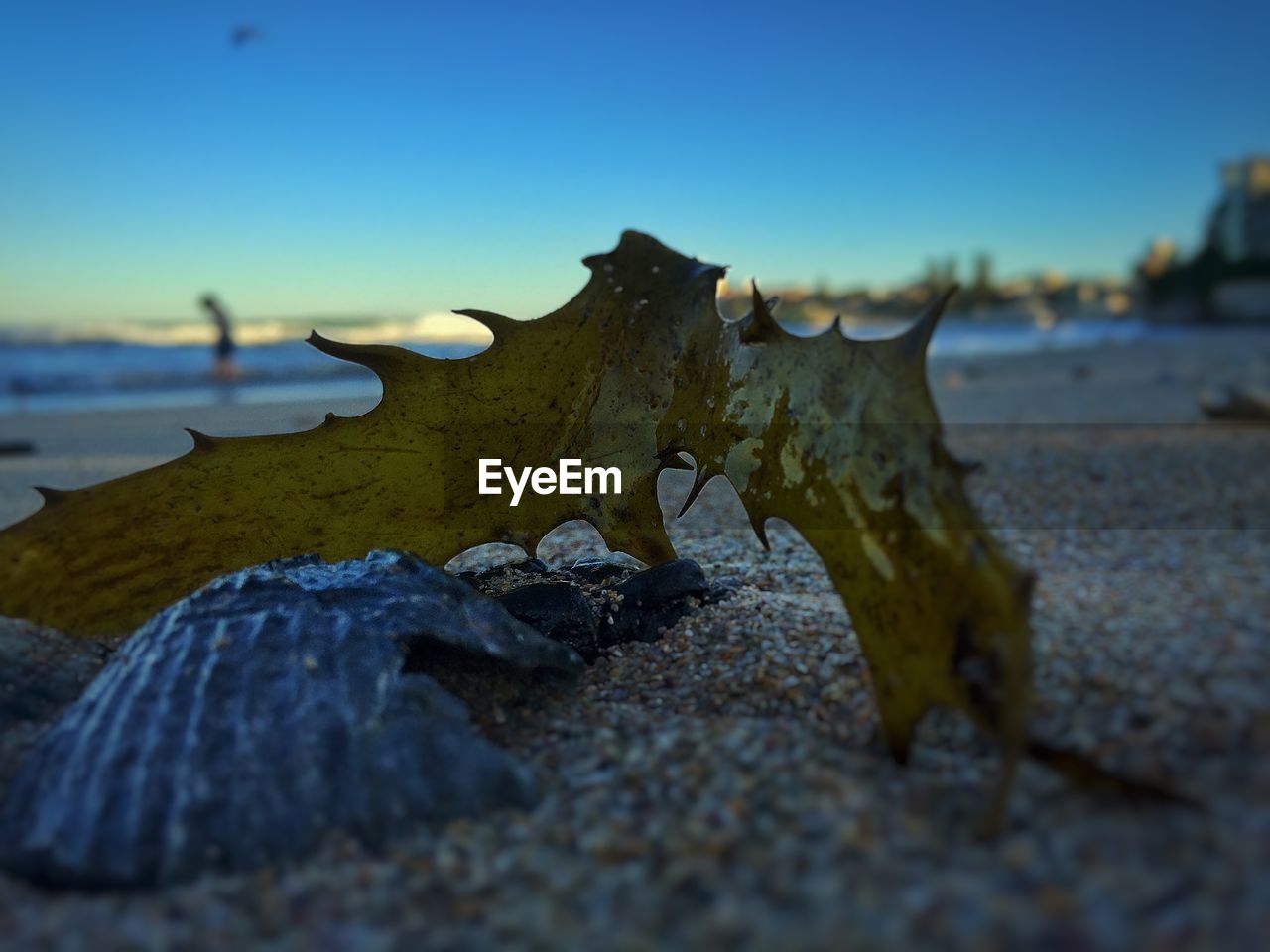 View of a log on calm beach