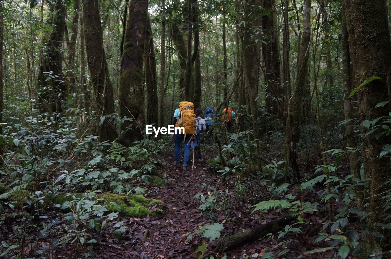 Rear view of hikers walking in forest