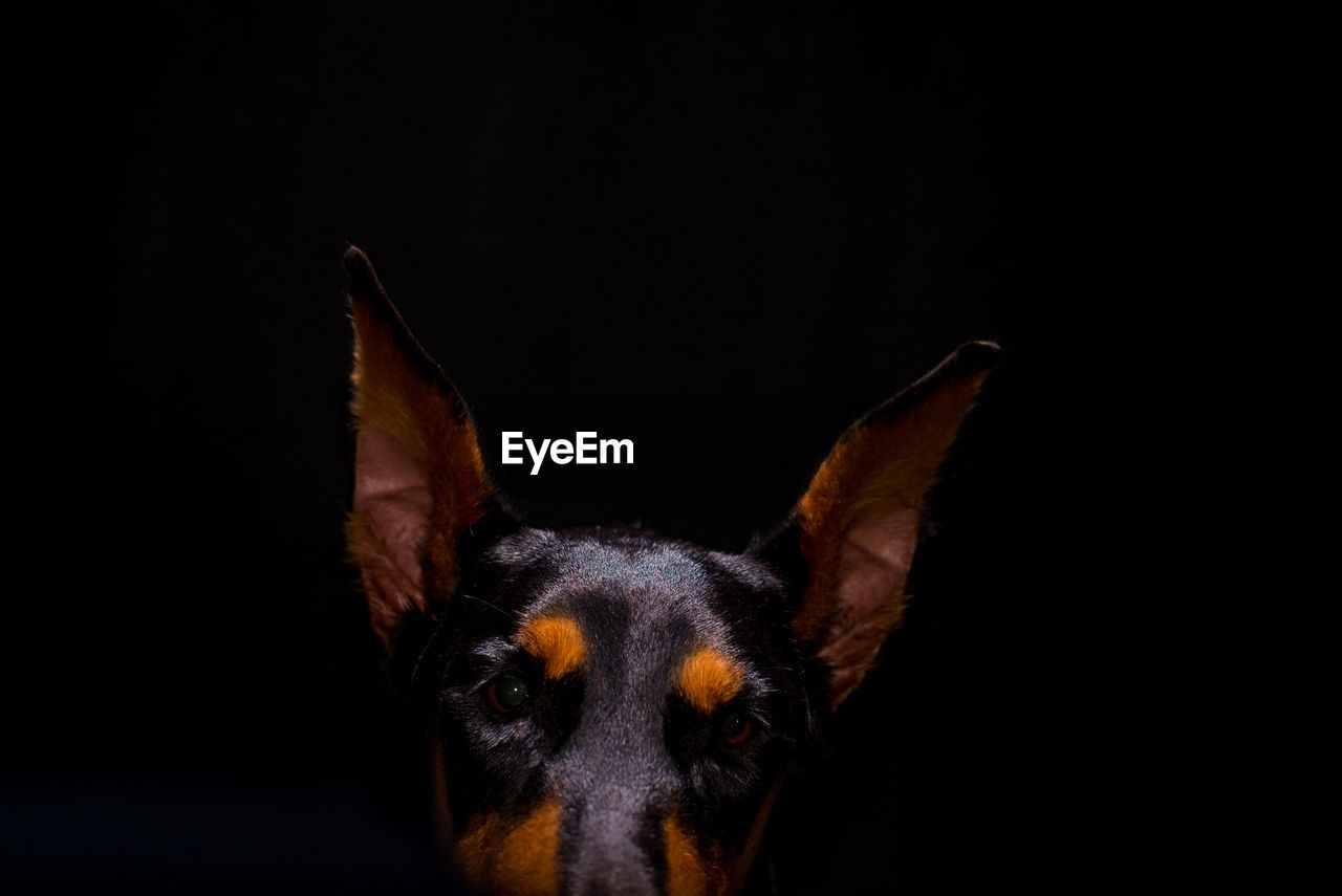 CLOSE-UP PORTRAIT OF DOG OVER BLACK BACKGROUND