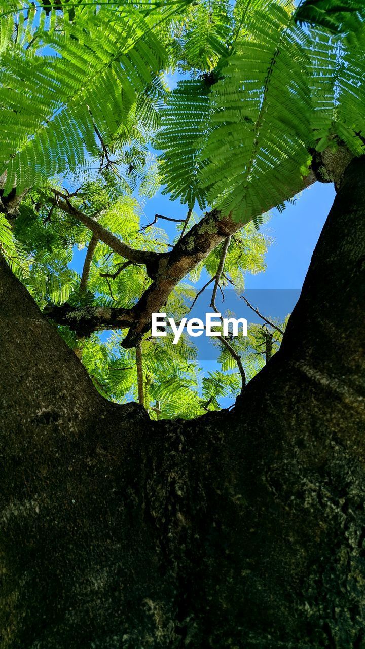LOW ANGLE VIEW OF LEAVES ON TREE