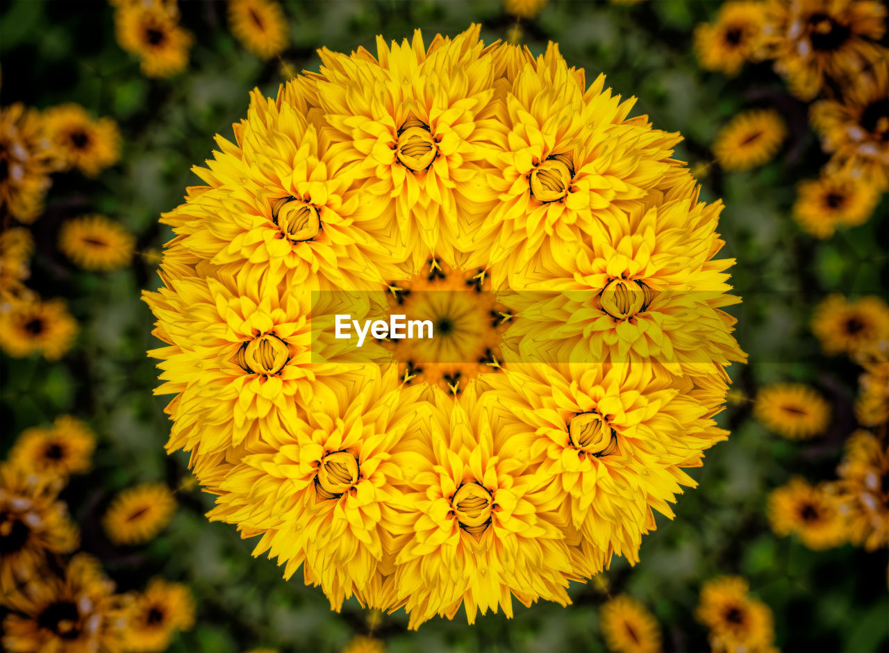 Kaleidoscope image of yellow chrysanthemum flower