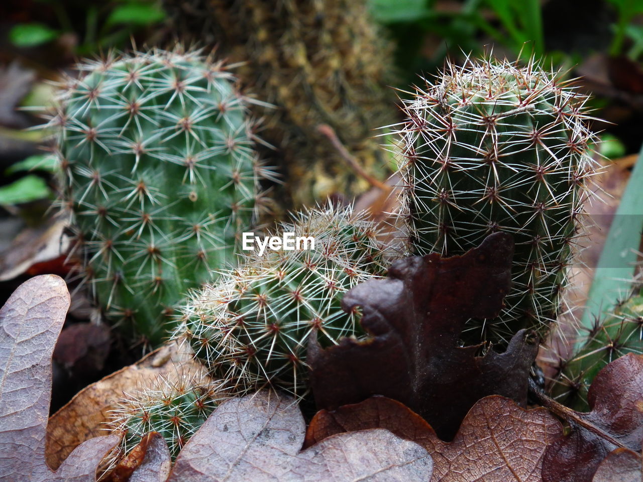 Close-up of cactus plant