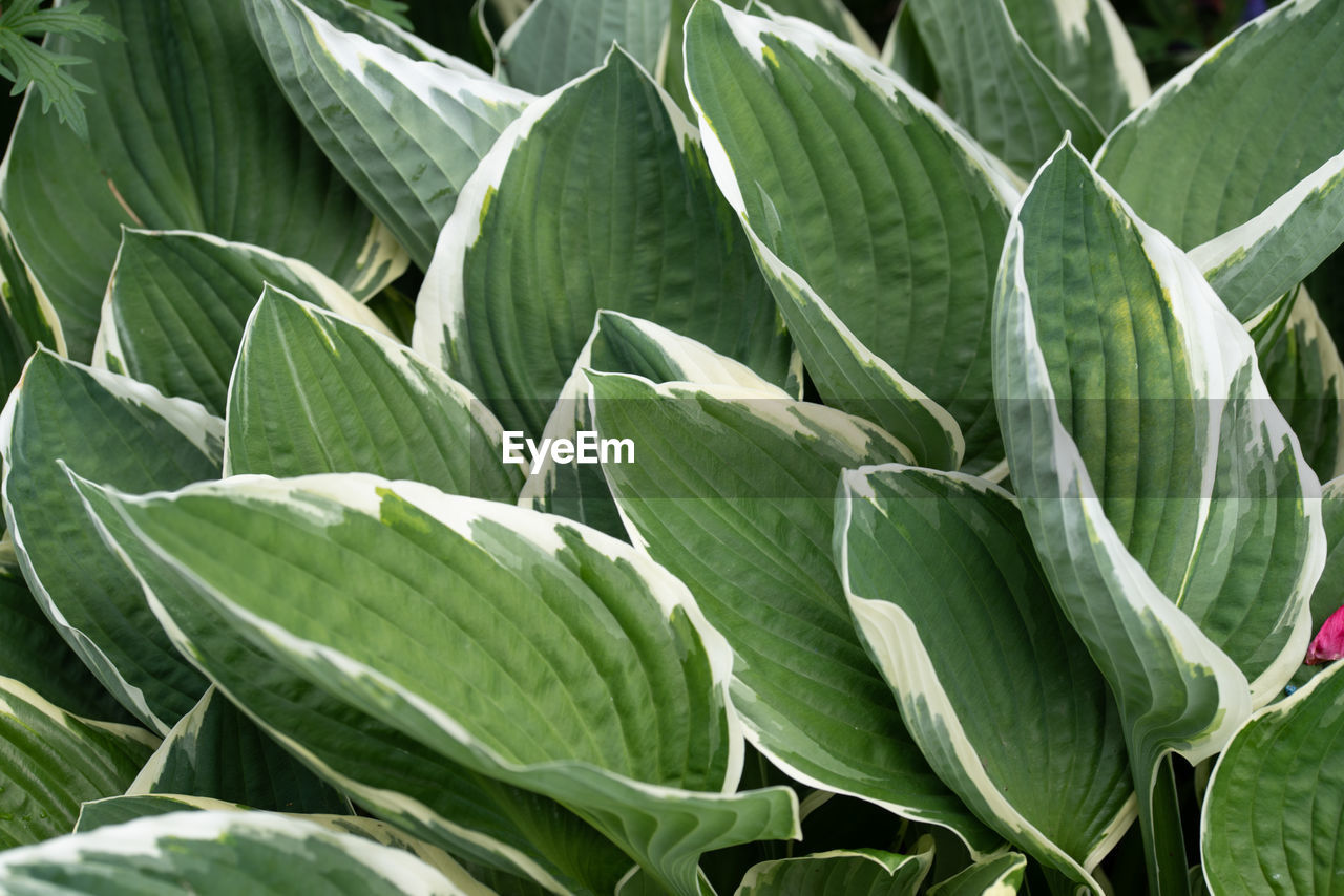 CLOSE-UP OF GREEN LEAVES