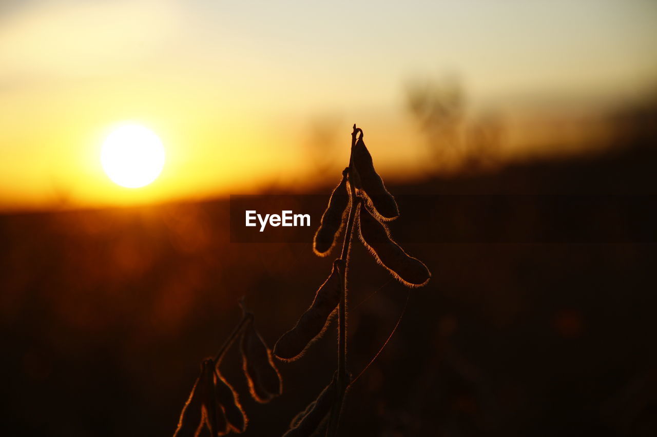 Close-up of silhouette plant on field against sky during sunset