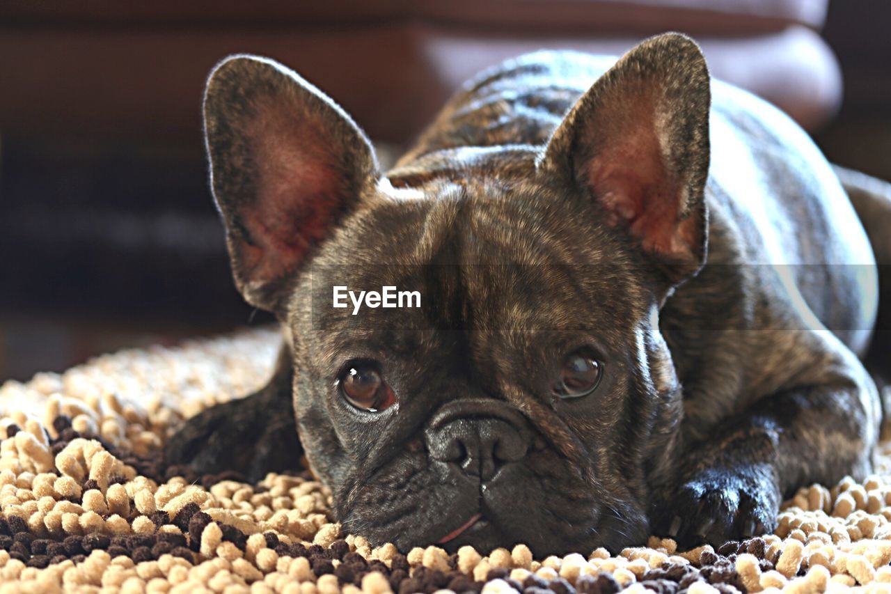 CLOSE-UP PORTRAIT OF DOG