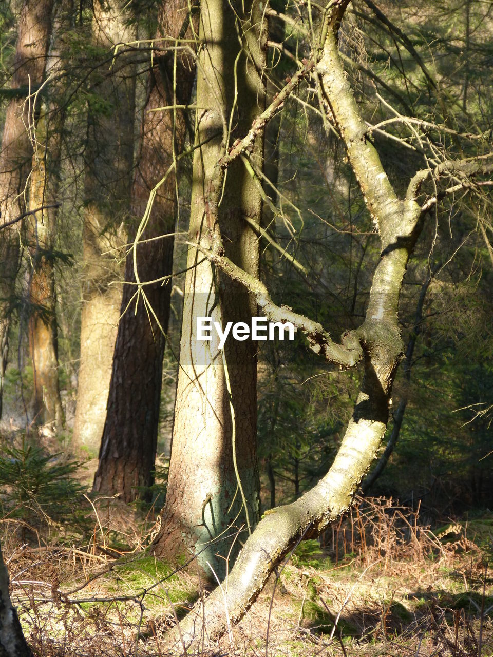 SHADOW OF TREE IN FOREST