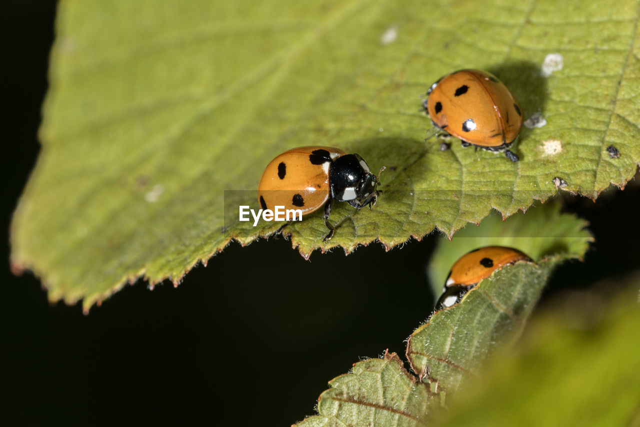 CLOSE-UP OF LADYBUG ON PLANT