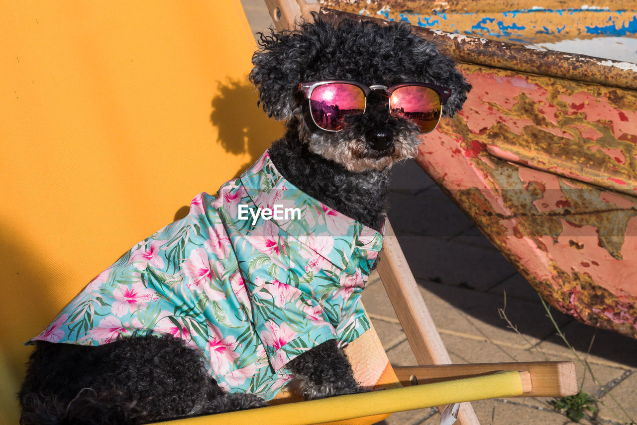 Cute little dog looks very cool with the sunglasses and summer shirt on the deck chair